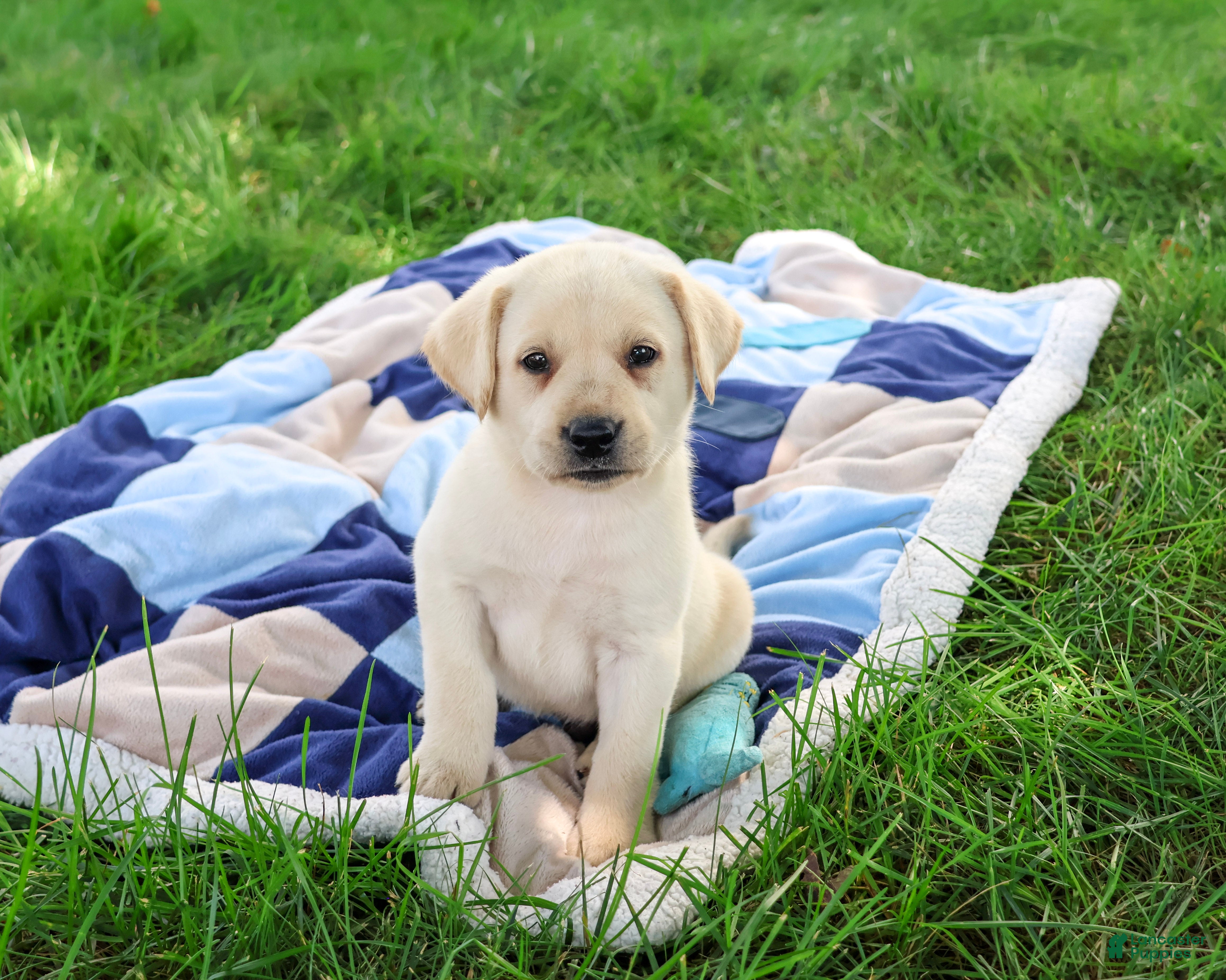 Labrador Retriever dogs Rosco - Ad 16