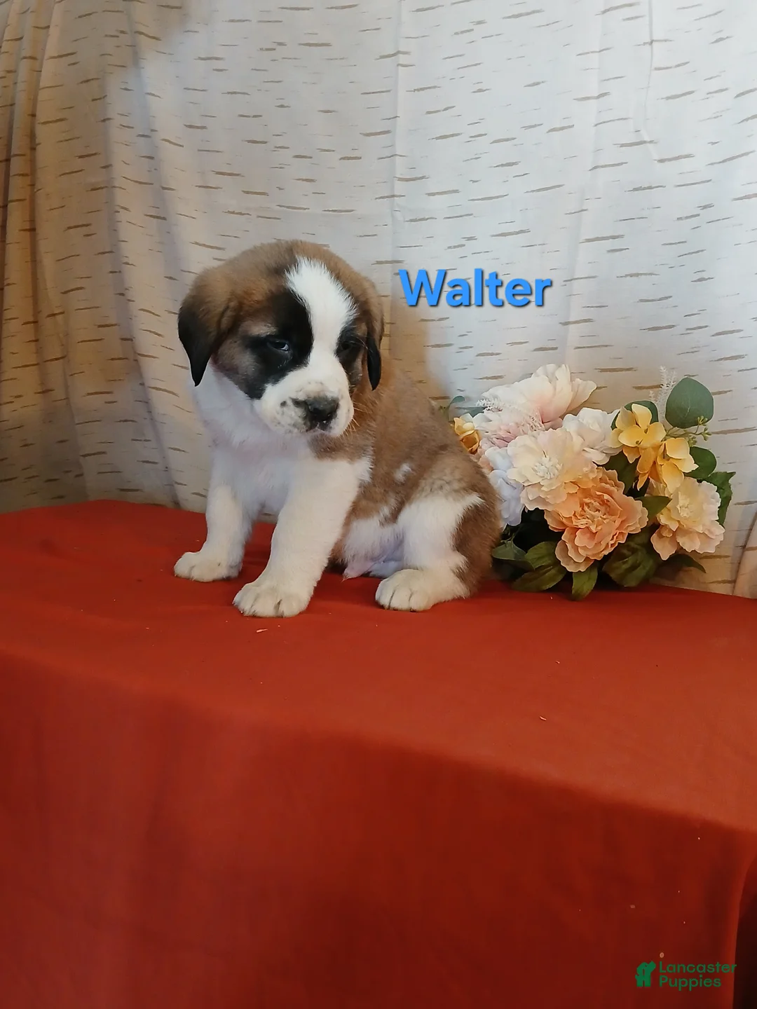 Saint Bernard dogs for sale: Walter  - Ad 1