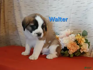 Saint Bernard dogs Walter - Ad 33