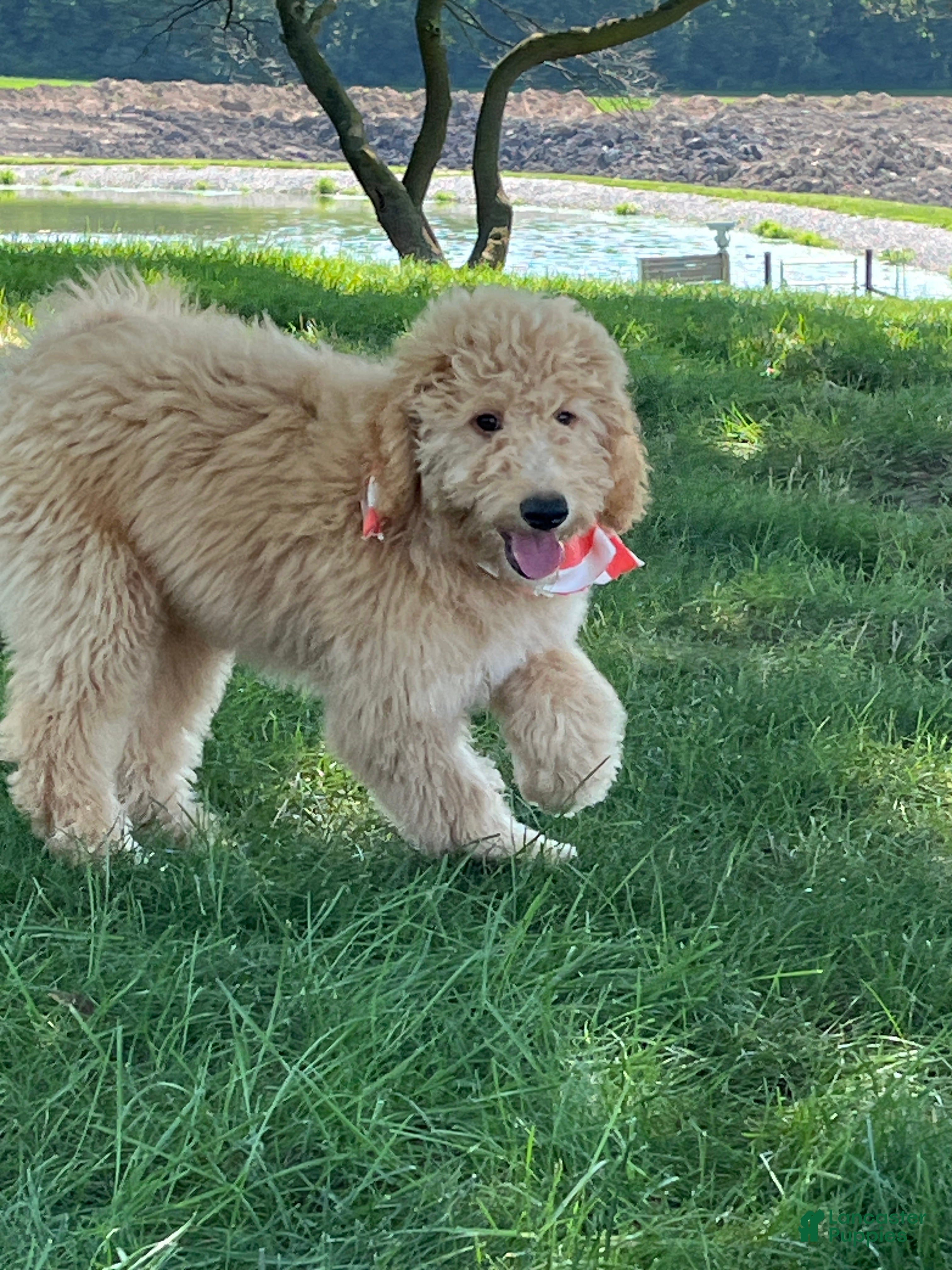 Mini Goldendoodle dogs Sadie - Ad 1