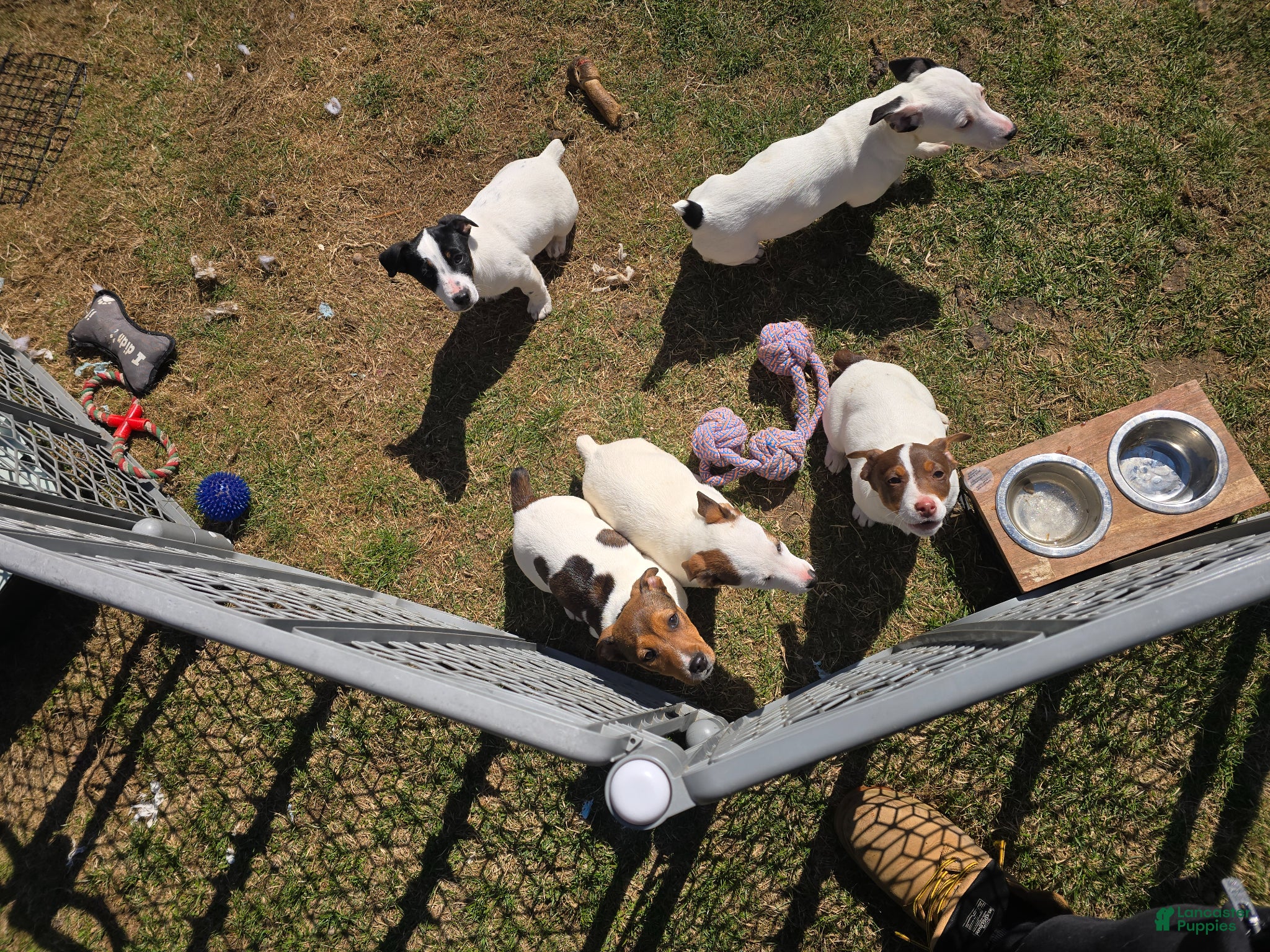 Jack Russell Terrier dogs Jack Russell Terrier Puppy 4 - Ad 2