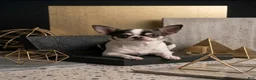 Chihuahua dogs for sale: Chihuahua 2 - Ad 9