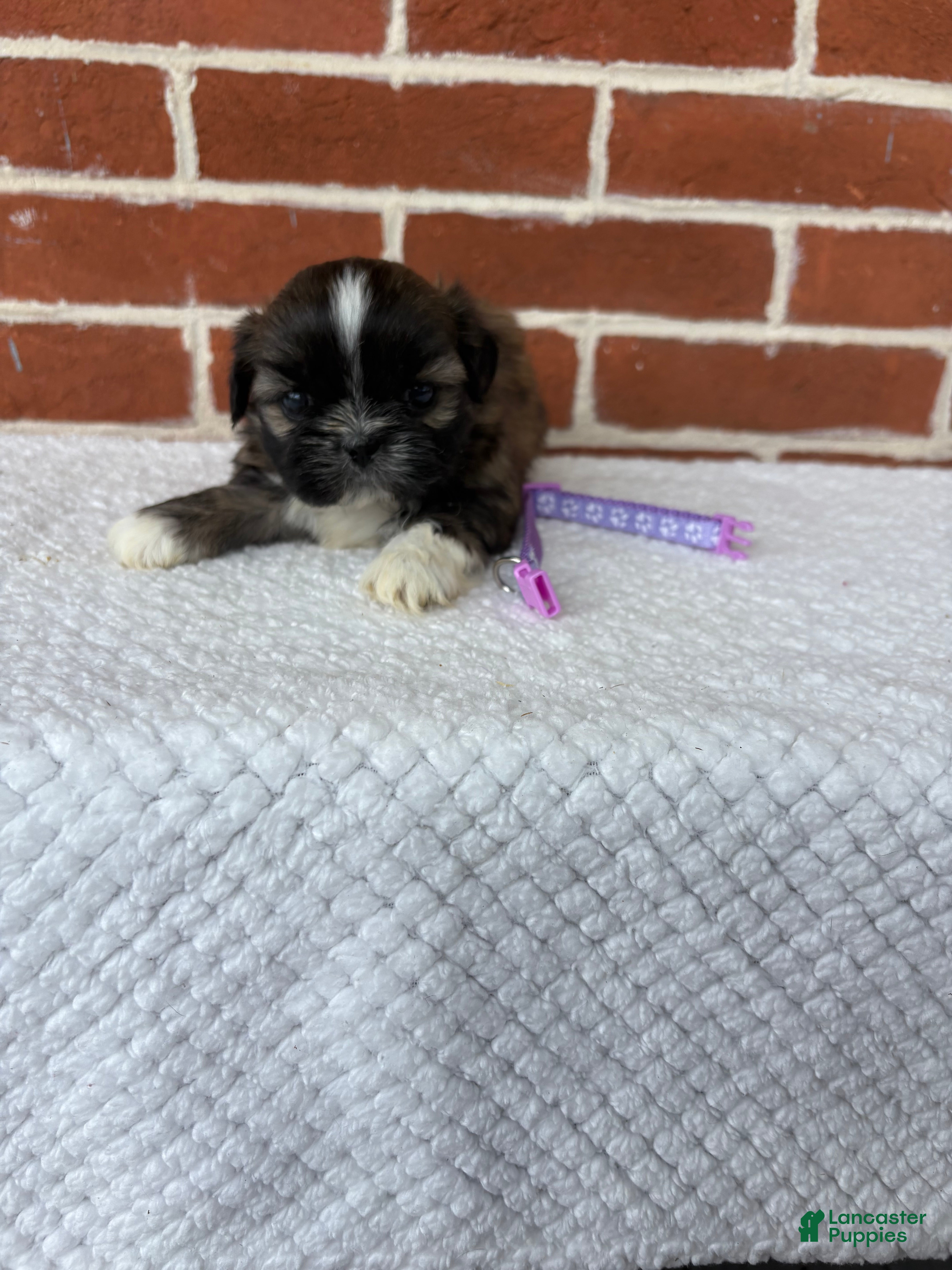 Shih Tzu dogs for sale: Lovey - Ad 6