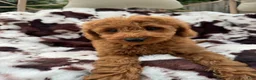 Mini Goldendoodle dogs for sale: Lenna - Ad 2