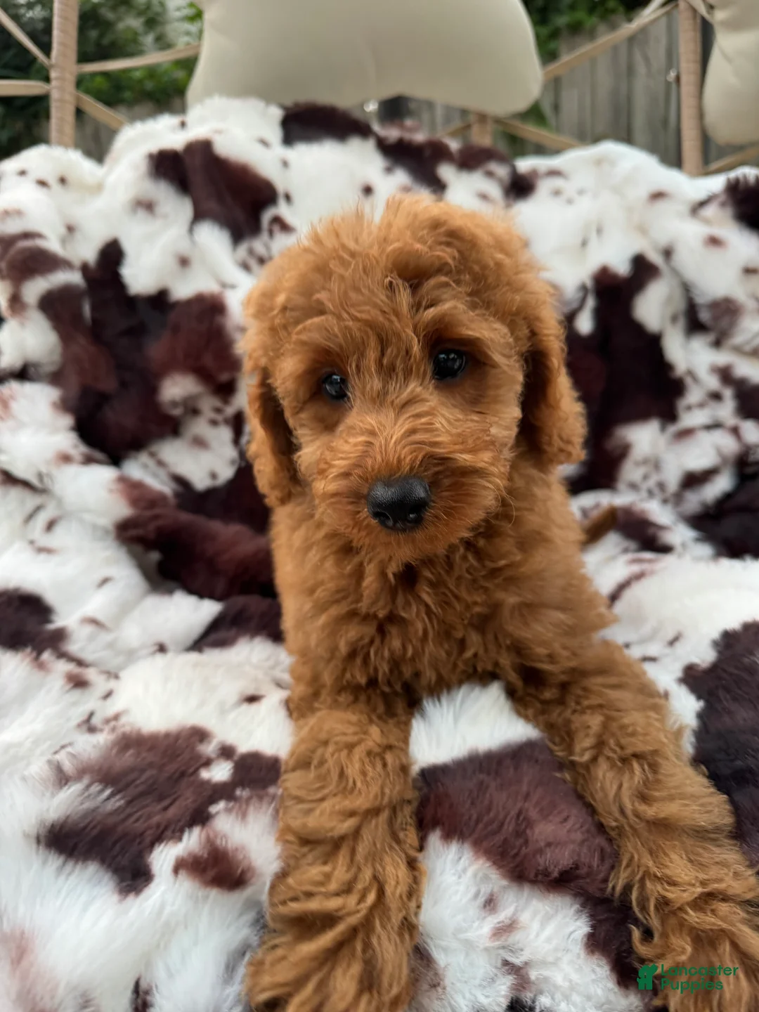 Mini Goldendoodle dogs for sale: Lenna - Ad 2