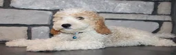 Mini Goldendoodle dogs for sale: Mini Ziggy - Ad 8