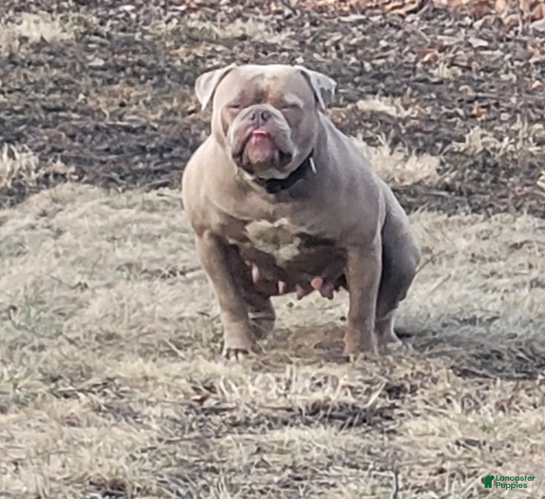 American Bulldog dogs for sale: Cleo - Ad 12