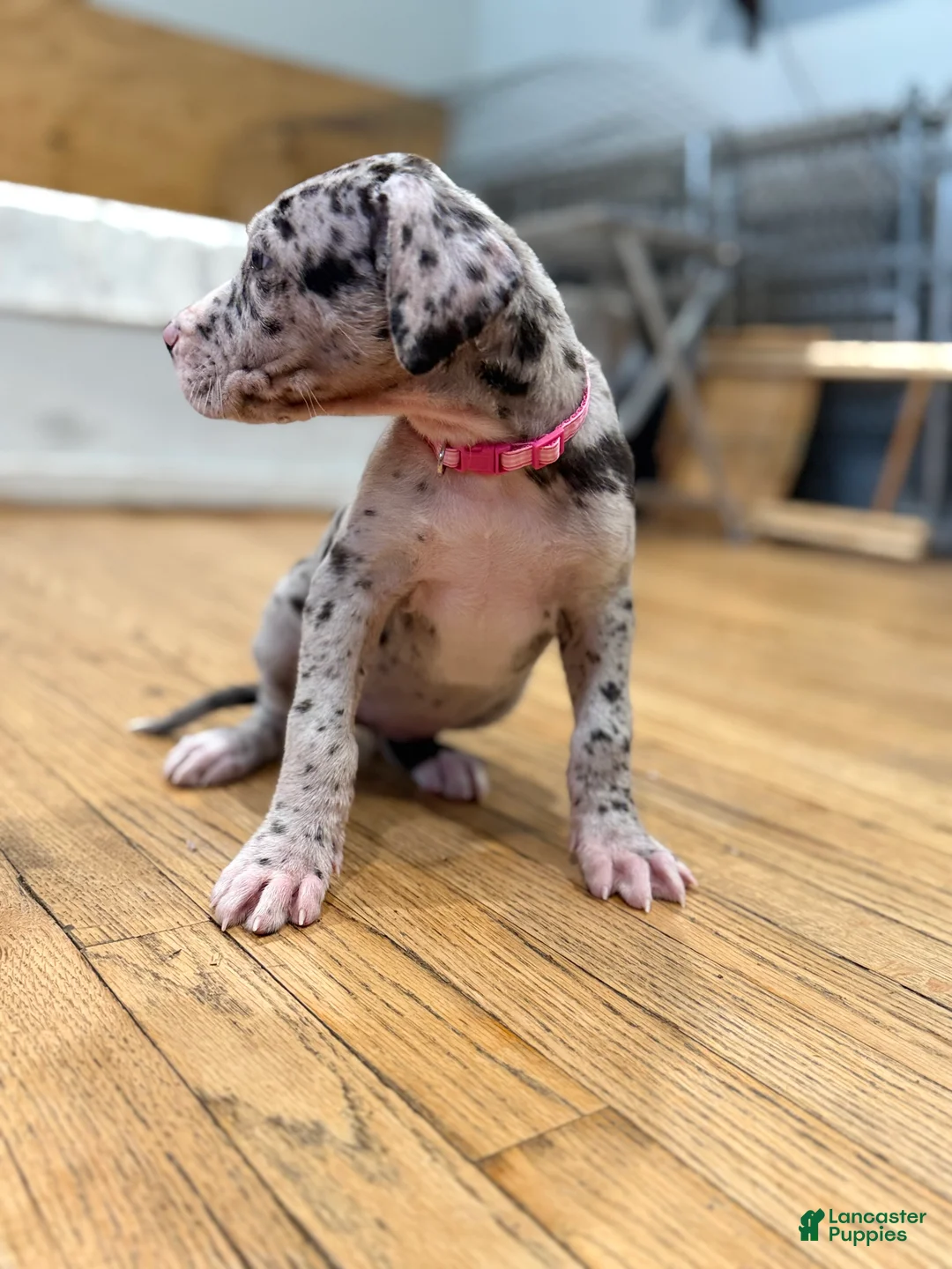 Great Dane dogs for sale: Angel - Ad 3