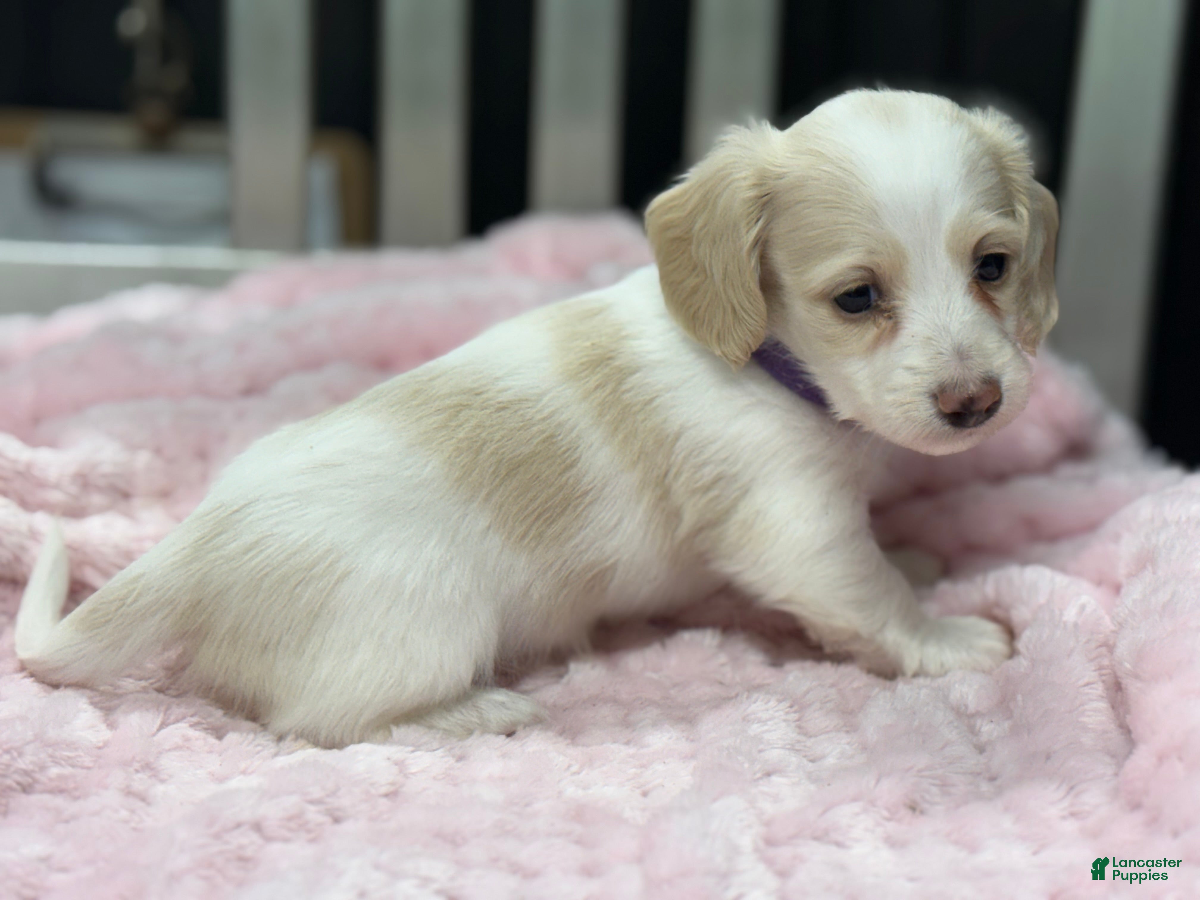 Miniature Dachshund dogs Purple collar - Ad 29