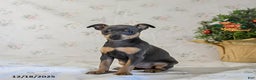 Miniature Pinscher dogs for sale: Daisy - Ad 3