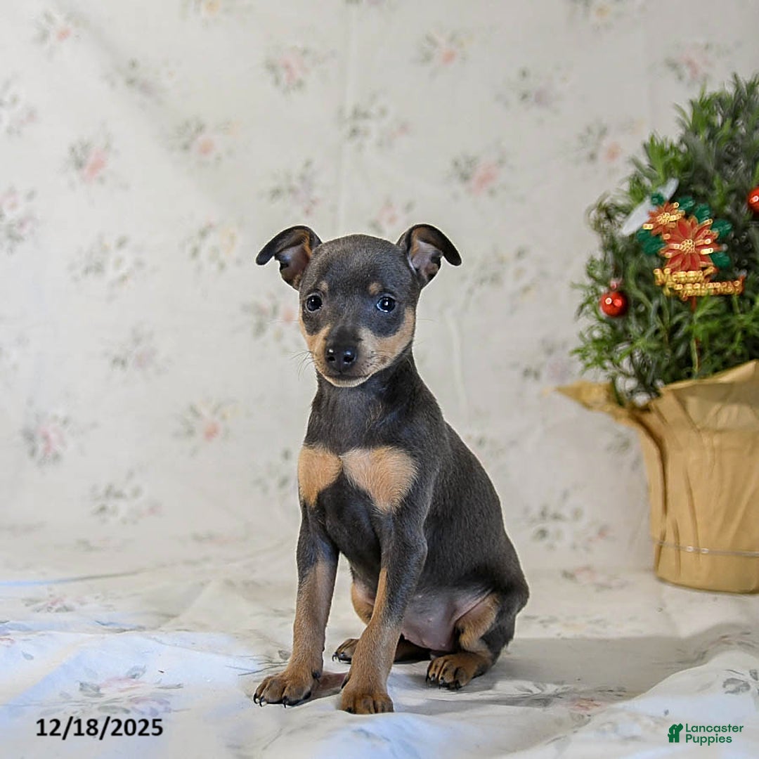 Miniature Pinscher dogs for sale: Daisy - Ad 3