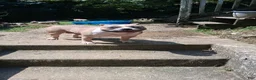 American Bully dogs for sale: American Bully 2 - Ad 8