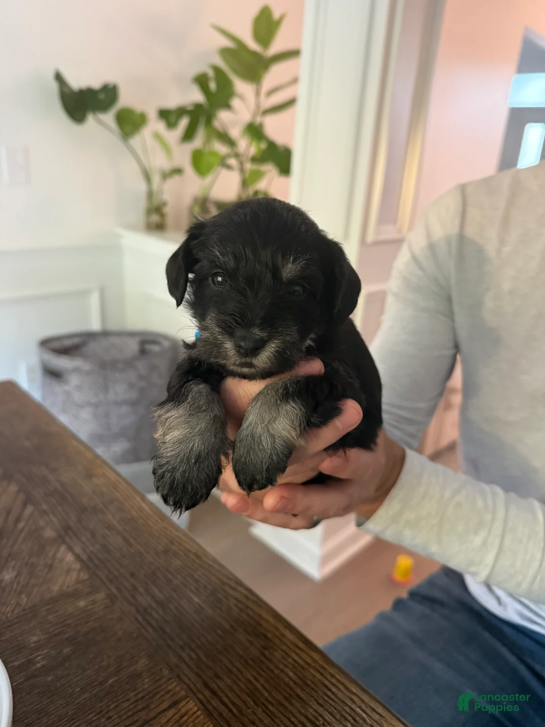 Miniature Schnauzer dogs for sale: Miniature Schnauzer 1 - Ad 1