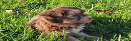 Havanese dogs for sale: Havanese 26105-06 (Female) - Ad 1