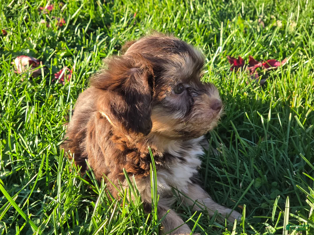 Havanese dogs for sale: Havanese 26105-06 (Female) - Ad 1