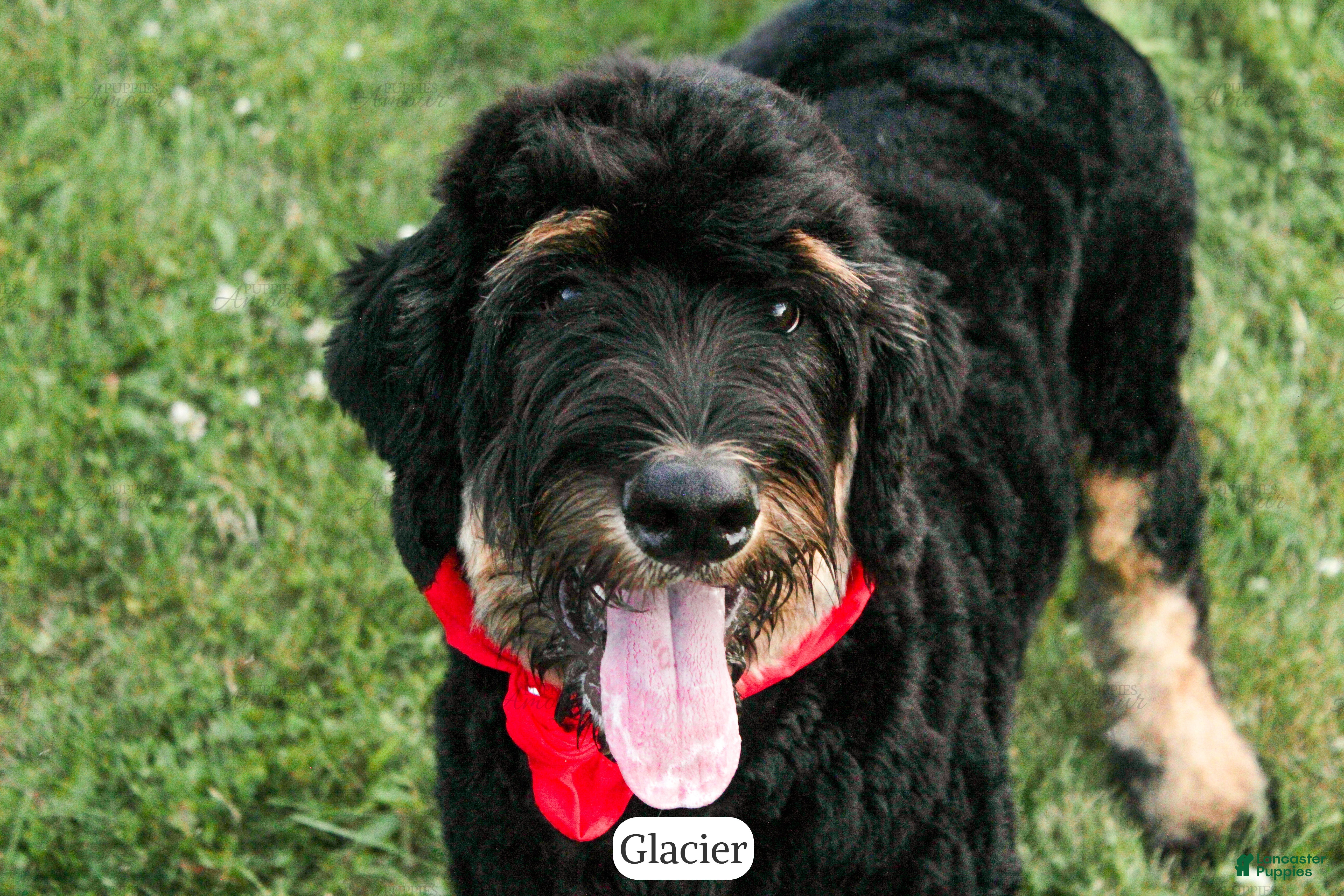 Bernedoodle dogs Glacier - Ad 2
