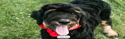 Bernedoodle dogs for sale: Glacier - Ad 2