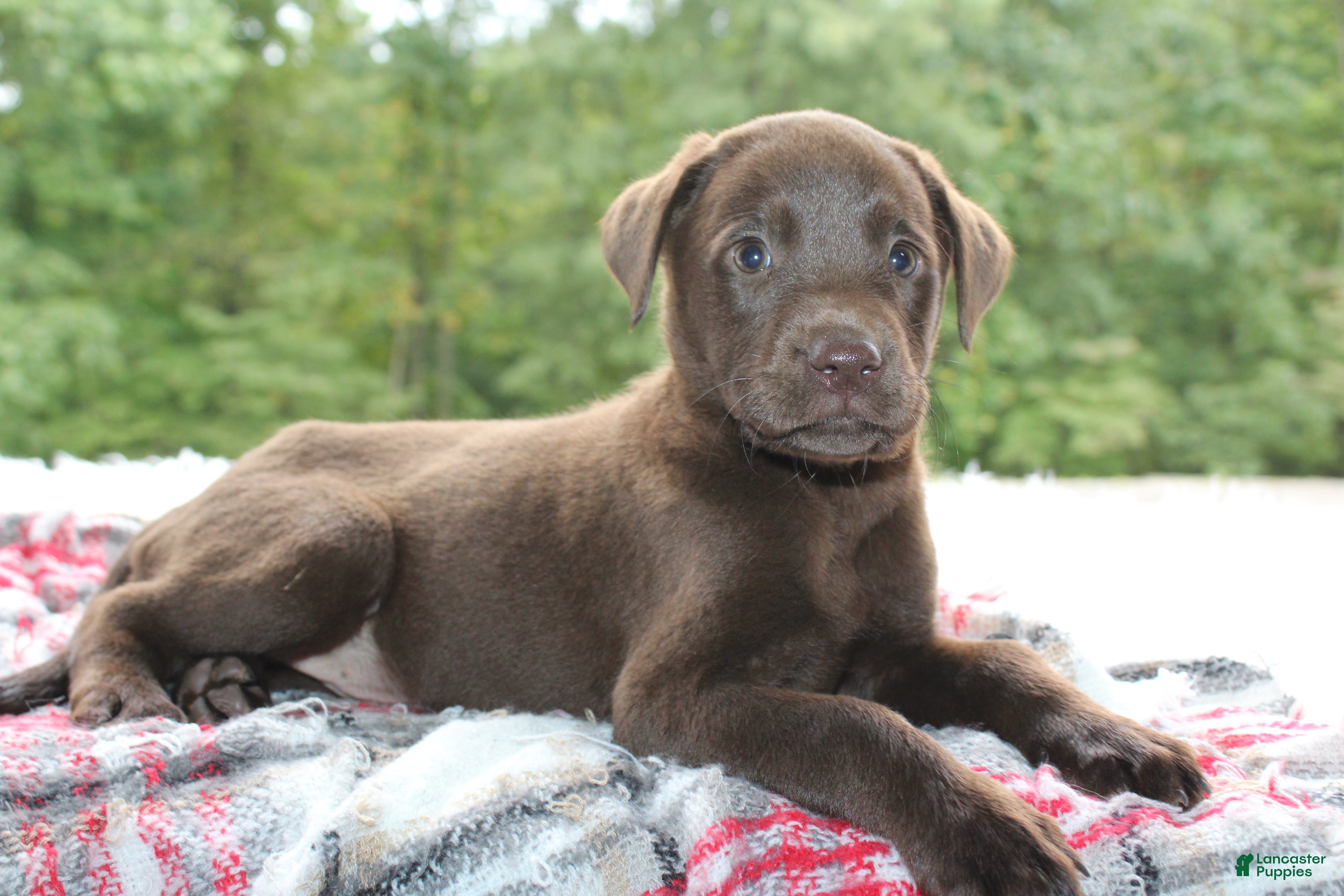 Labrador Retriever dogs Winchester  - Ad 2