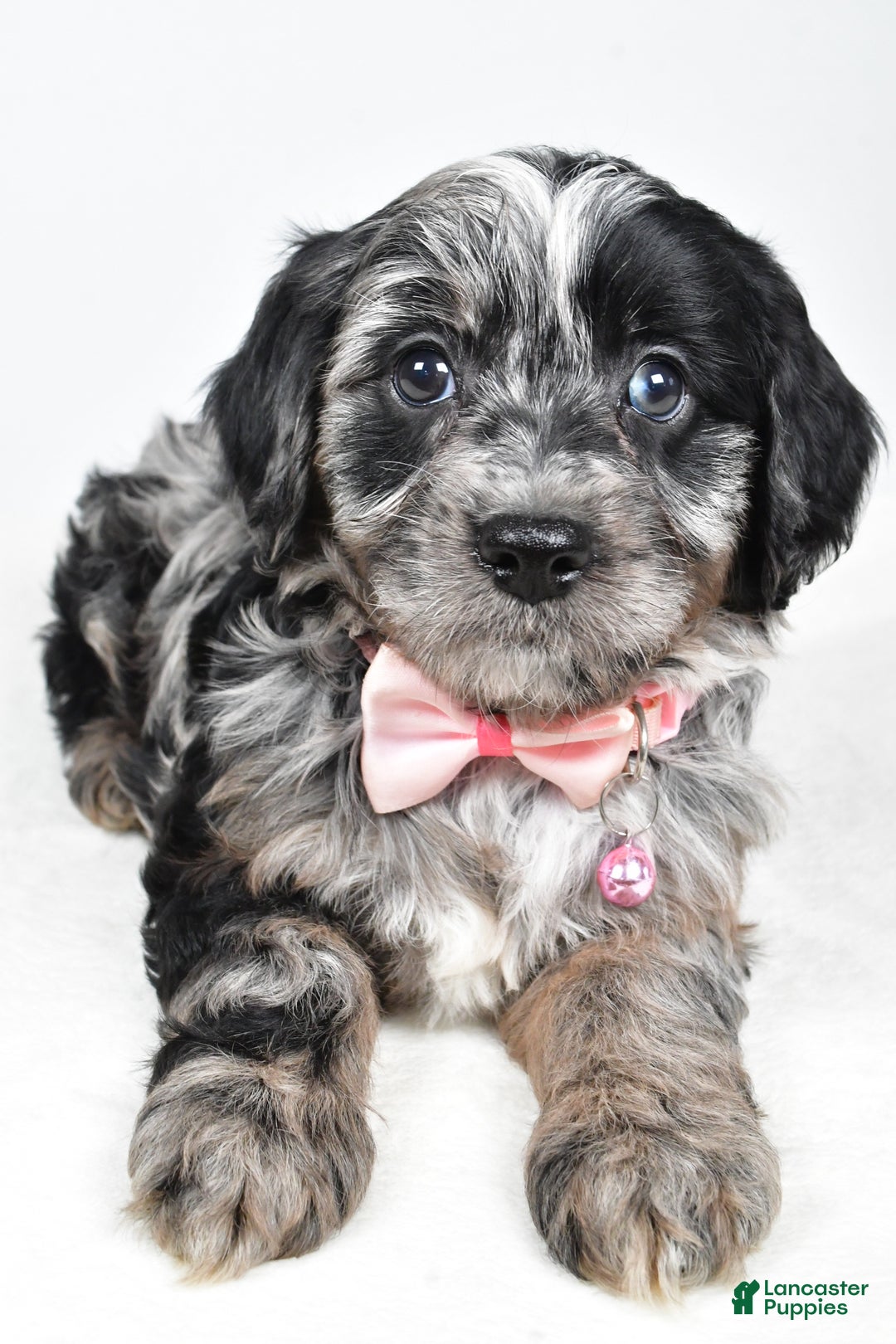 Cavapoo dogs for sale: Shirley  - Ad 8