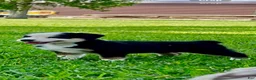 Australian Shepherd dogs for sale: Australian Shepherd Puppy 2 - Ad 1