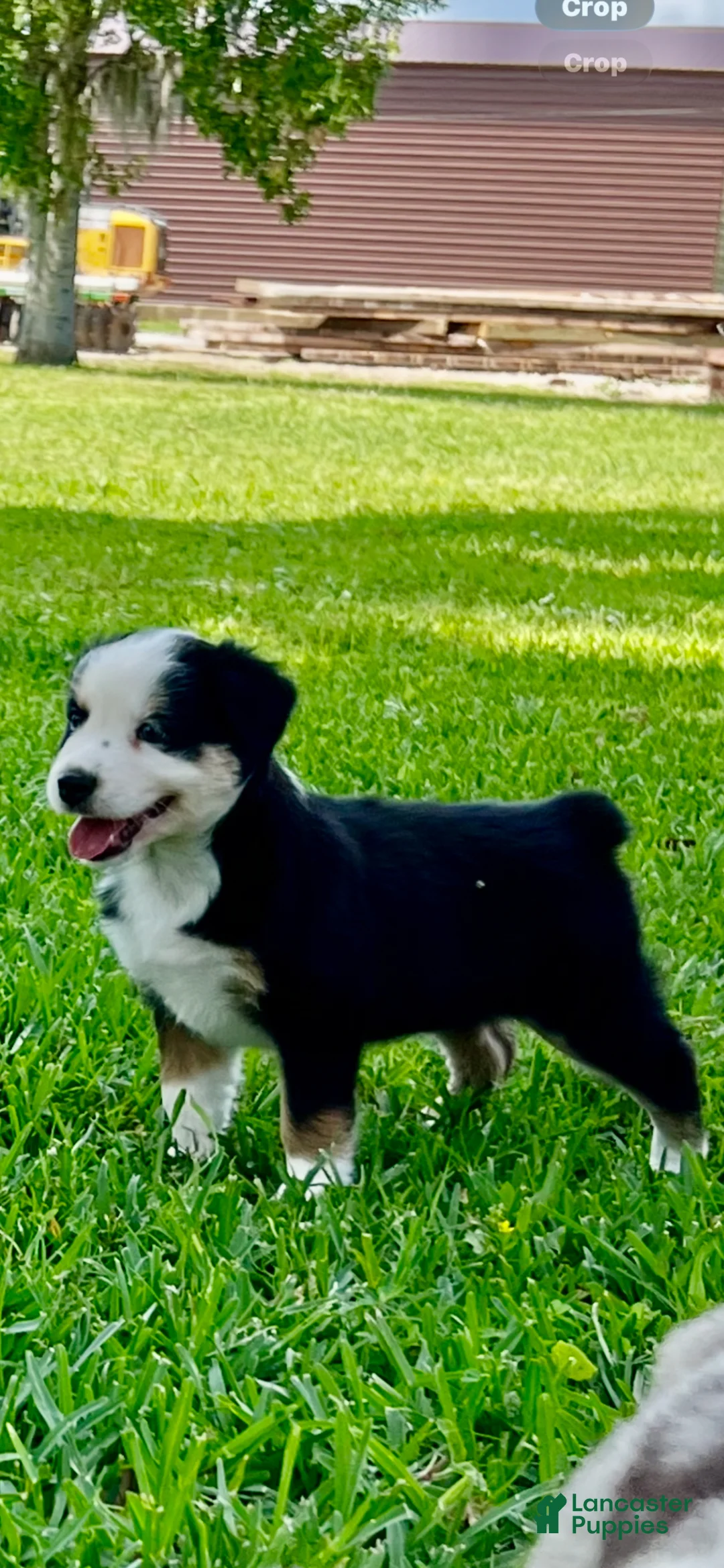 Australian Shepherd dogs for sale: Australian Shepherd Puppy 2 - Ad 1