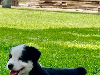Australian Shepherd dogs for sale: Australian Shepherd Puppy 2 - Ad 4