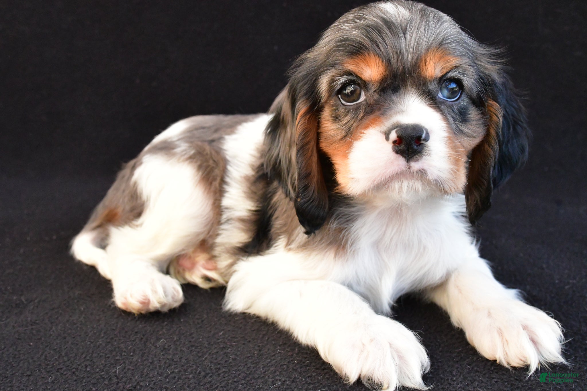 Mixed Breed dogs Ace - Ad 2