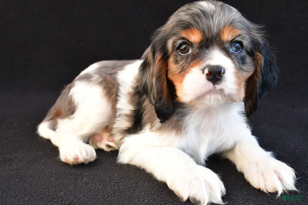 Mixed Breed dogs for sale: Ace - Ad 2