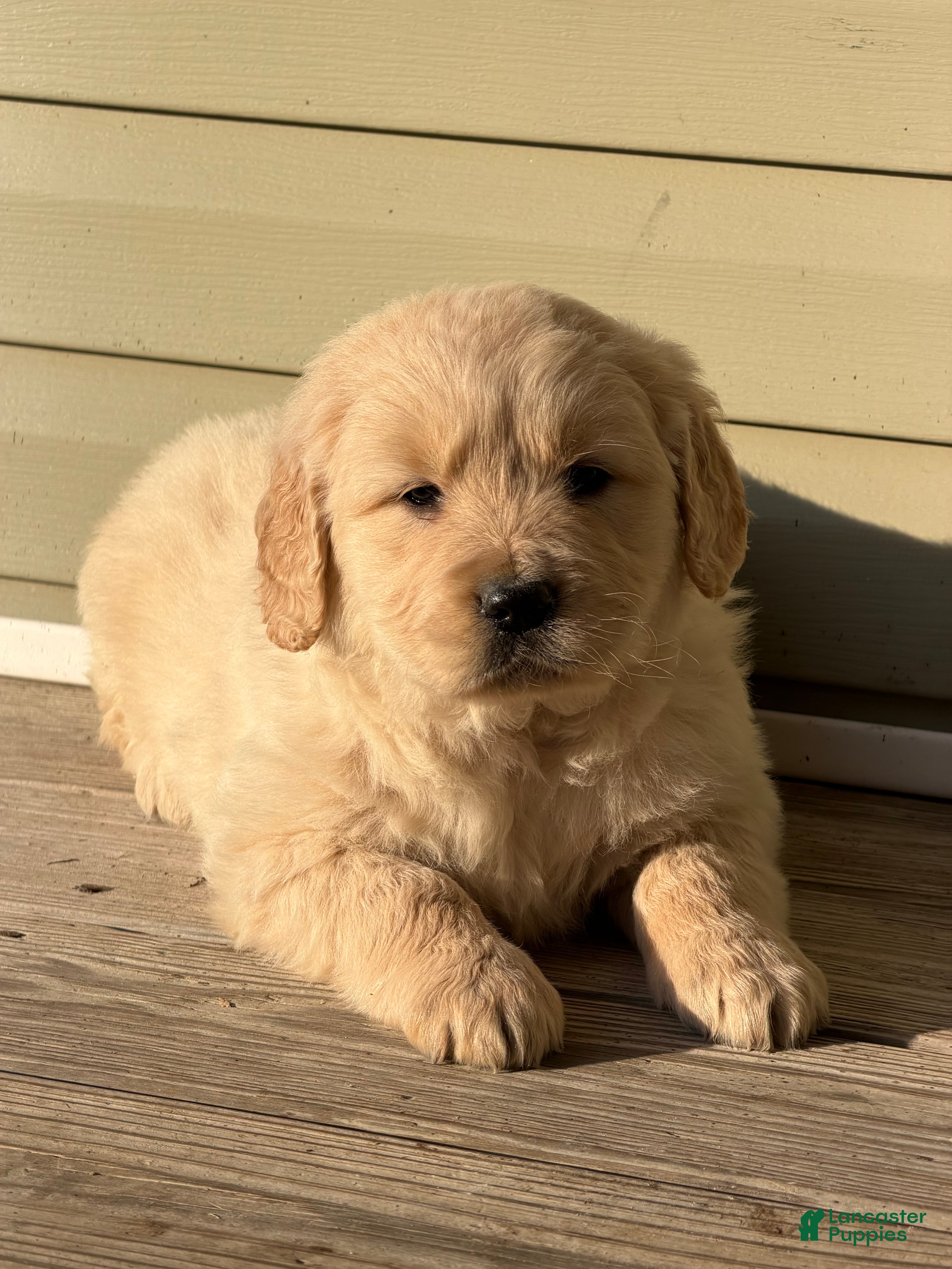Golden Retriever dogs Nancy - Ad 39