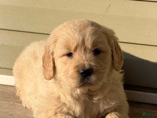 Golden Retriever dogs Nancy - Ad 25