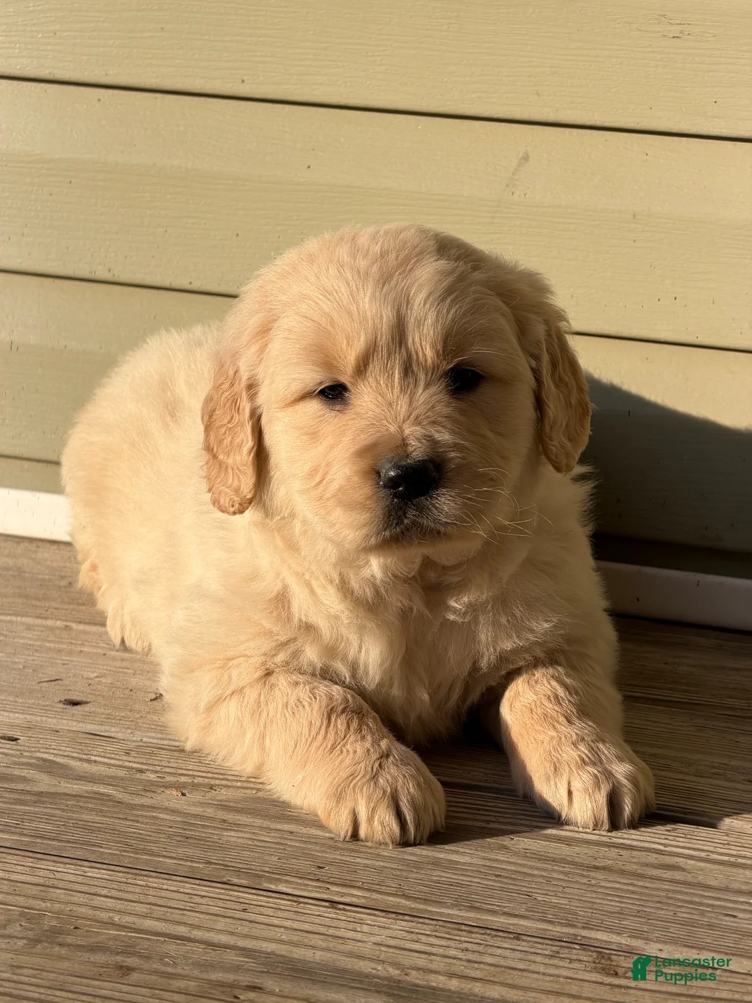 Golden Retriever dogs for sale: Nancy - Ad 1