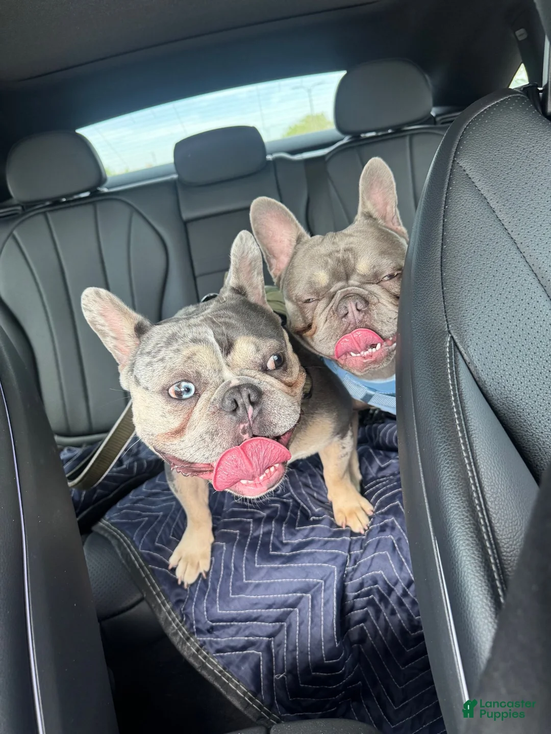 French Bulldog dogs for sale: French Bulldog 1 - Ad 7