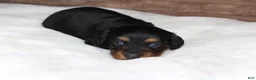 Miniature Dachshund dogs for sale: Puppy Lacy - Ad 3