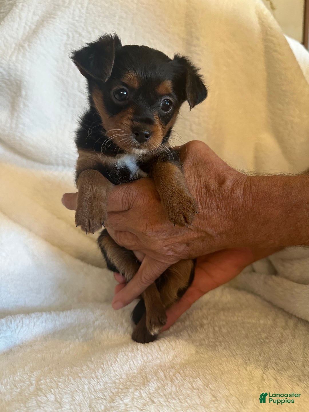 Mixed Breed dogs for sale: Mixed Breed Puppy 2 - Ad 3