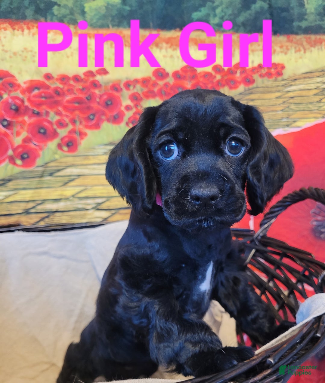 Cockapoo dogs for sale: Pink Girl  - Ad 4