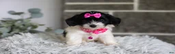 Maltipoo dogs for sale: Penelope - Ad 10