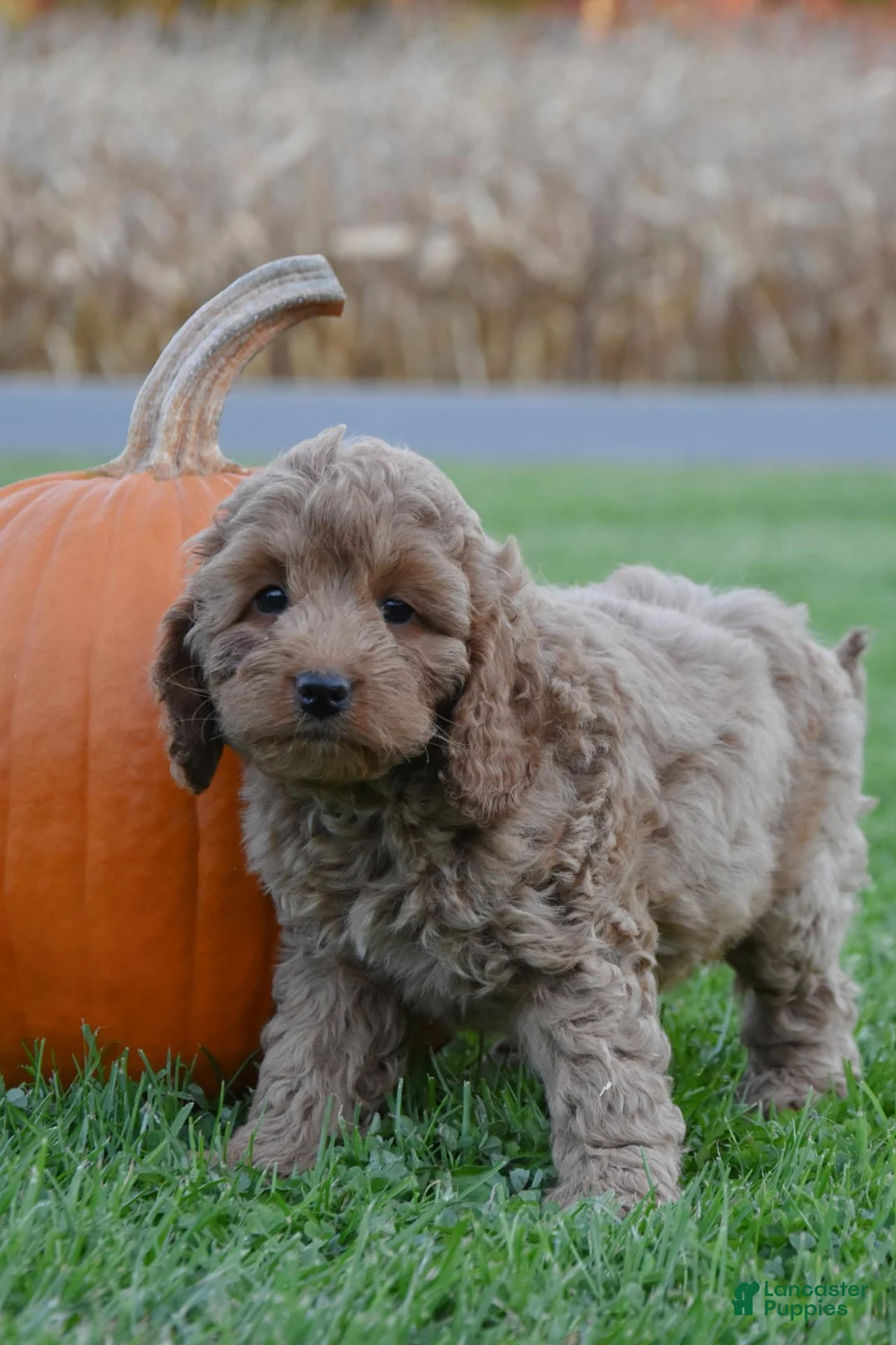 Cockapoo dogs for sale: Penny - Ad 2