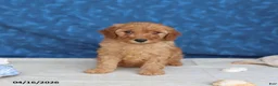 Goldendoodle dogs for sale: Casey - Ad 4