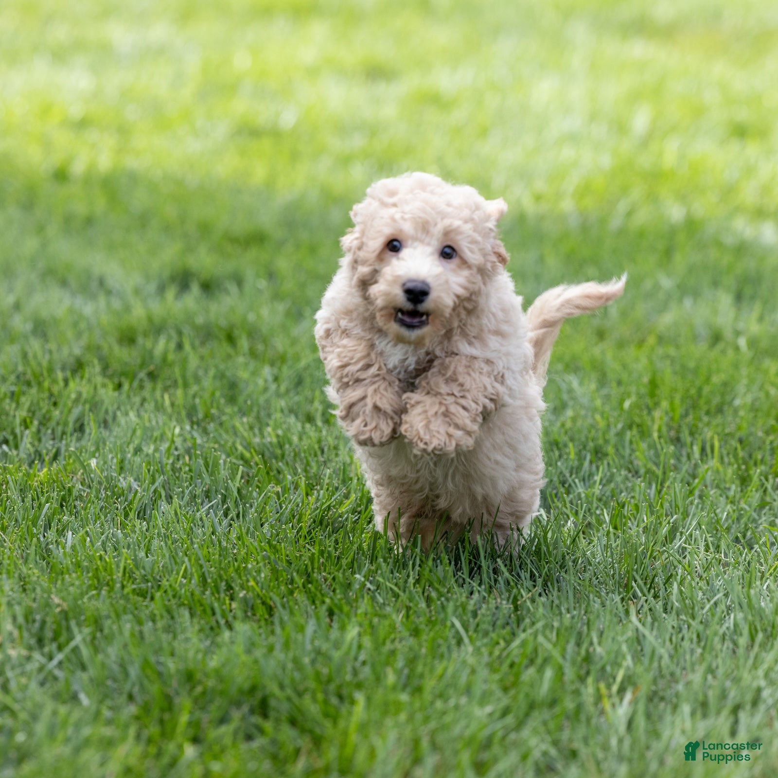 Bichpoo dogs Putter - Ad 1