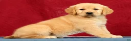 Golden Retriever dogs for sale: Aerie - Ad 3