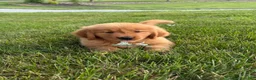 Golden Retriever dogs for sale: Max - Ad 4