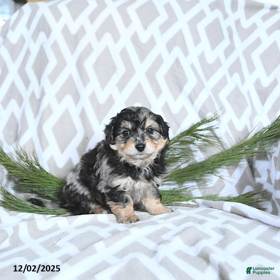 Maltipoo dogs Cupid - Ad 30