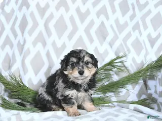 Maltipoo dogs Cupid - Ad 29