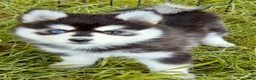 Pomsky dogs for sale: Roxanne - Ad 4