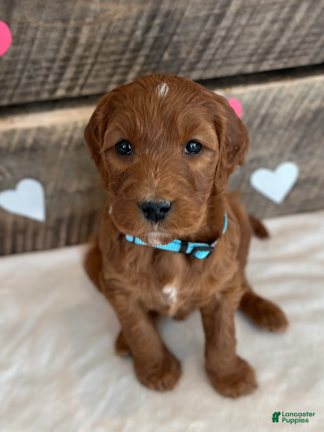 Irish Doodle dogs for sale: Ginger - Ad 3