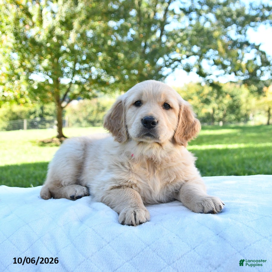 Golden Retriever dogs Roxie - Ad 1