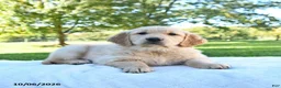 Golden Retriever dogs for sale: Roxie - Ad 1