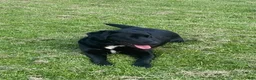 Mixed Breed dogs for sale: BONNIE - Ad 12