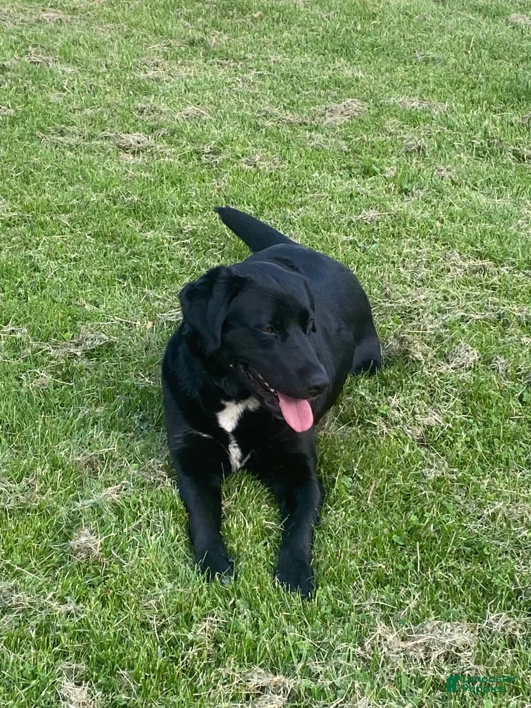 Mixed Breed dogs for sale: BONNIE - Ad 12