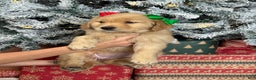 Golden Retriever dogs for sale: Flurry - Ad 5